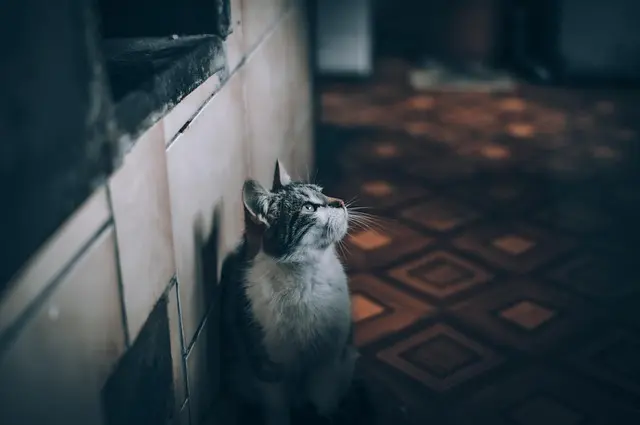 Essential DIY Projects for a Pet-Safe Home